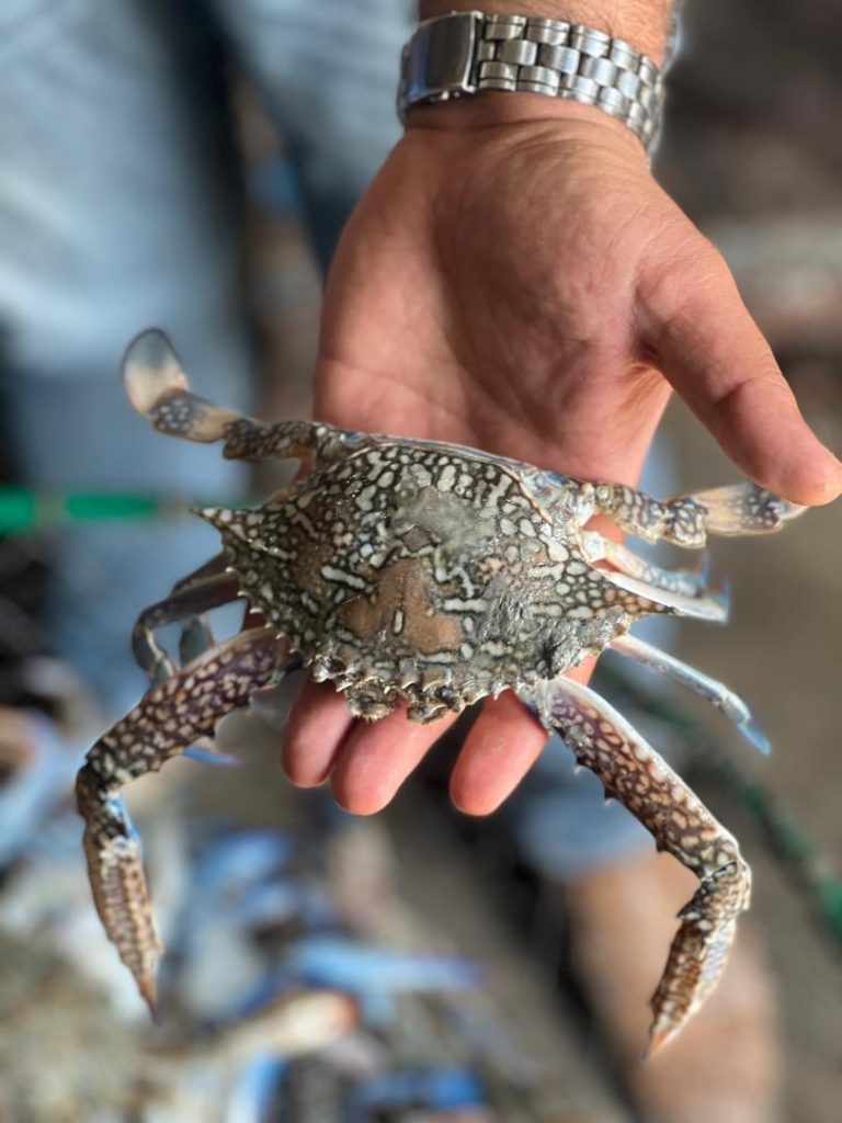 خرچنگ آبی (BLUE CRAB)