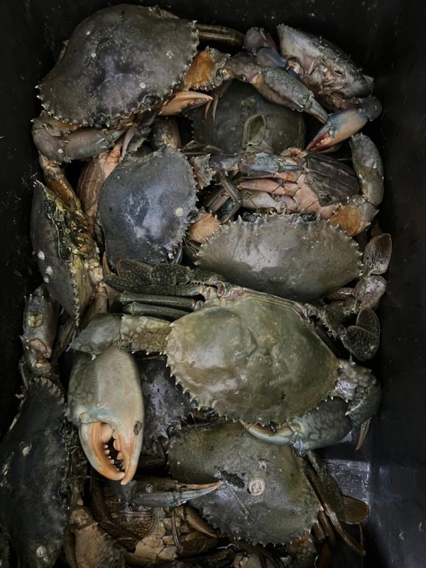 کینگ(MUD CRAB)